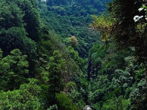 Lestarikan dan Hijaukan Hutan Raya Lestarikan dan Hijaukan Hutan Raya