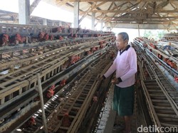 Harga Telur Merosot, Peternak di Lamongan Tunda Peremajaan