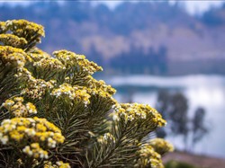 Edelweiss Jawa dan Sebutan Bunga Abadi yang Mengancam Keabadiannya