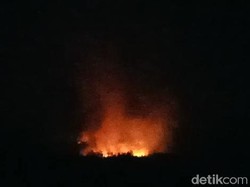 Relawan Pemadaman Gunung Ringgit Mengaku Melihat 3 Macan Tutul