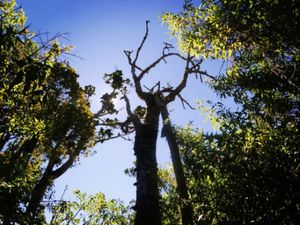 Hutanku Nafasku Hutanku Nafasku