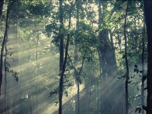 Terang Pagi Terang Pagi