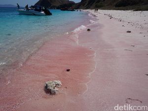 Potret Pantai Pink yang Populer di TN Komodo