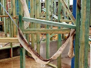 Ular Boa Pembelit Berkeliaran di Pinggiran Sydney, Warga Diminta Waspada