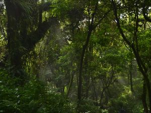 Persamaan Serta Perbedaan Tumbuhan Paku dan Lumut, Apa Saja? Persamaan Serta Perbedaan Tumbuhan Paku dan Lumut, Apa Saja?