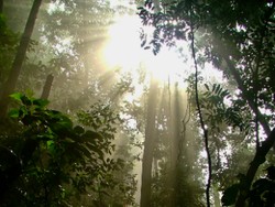 Tropical Rainforest of Java Indonesia