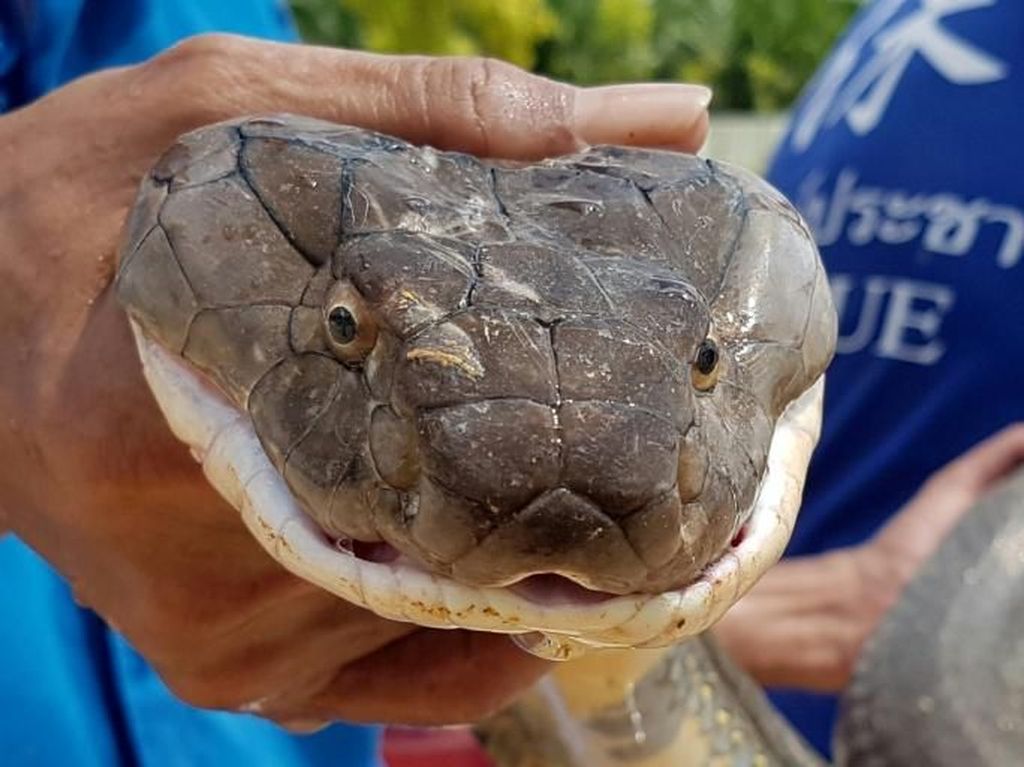 Ular King Cobra 4 Meter Ditangkap dari Selokan di Thailand Ular King Cobra 4 Meter Ditangkap dari Selokan di Thailand