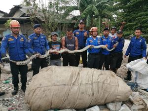 Damkar Bekasi Tangkap Ular Sanca 5 Meter di Lapak Pengepul