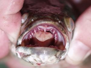 Warga AS Waspadai Teror Ikan Channa: Bunuh Segera dan Bekukan! Warga AS Waspadai Teror Ikan Channa: Bunuh Segera dan Bekukan!