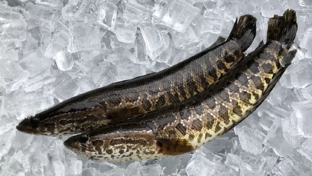 Ikan Gabus di Amerika, Channa argus yang diduga dibawa dari China dan dilepas di sungai Amerika