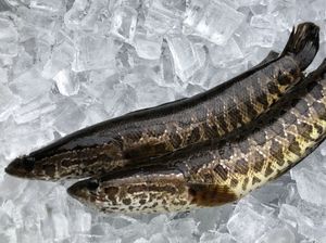 Warga Amerika Diperintahkan Membunuh Ikan Gabus, Ini Alasannya Warga Amerika Diperintahkan Membunuh Ikan Gabus, Ini Alasannya