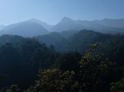 selamat pagi dari hutanku