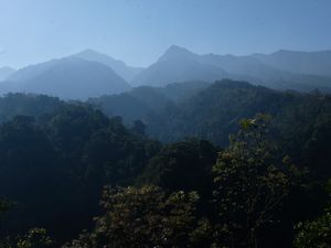 selamat pagi dari hutanku selamat pagi dari hutanku