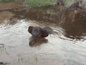 BKSDA Lepaskan Anak Gajah yang Kena Jerat di Riau