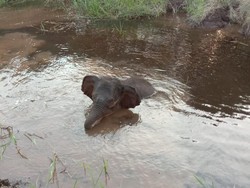BKSDA Lepaskan Anak Gajah yang Kena Jerat di Riau