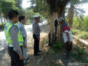 Polisi Temukan Banyak Pohon Keropos di Tepi Jalur Pantura Situbondo