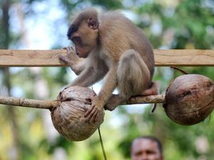 STIB, Sekolah Tinggi Beruk Pemetik Kelapa