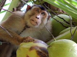 Kawanan Monyet Serang Keluarga Turis di Pantai, Berawal dari Gertakan