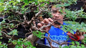 Melihat Budidaya Tanaman Bonsai di Tengah Kota Bandung