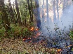 Sejak Agustus, Sudah 80 Hektar Hutan Gunung Tambora Terbakar