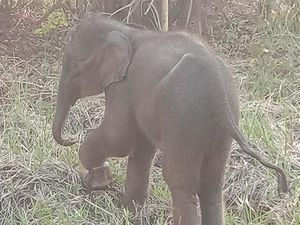 Viral, 2 Ekor Gajah Melintas di Lapangan Golf Riau