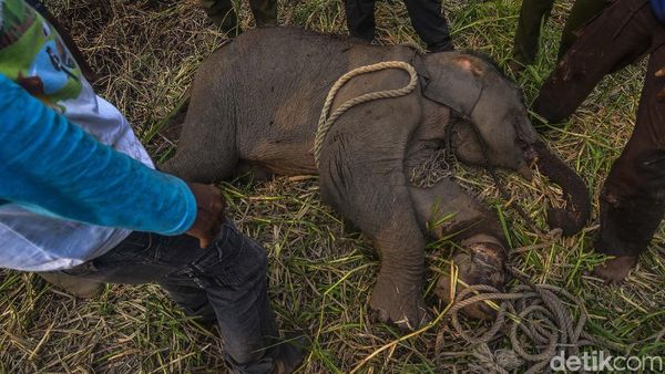 Kasihan! Anak Gajah Sumatera Kena Jerat Pemburu