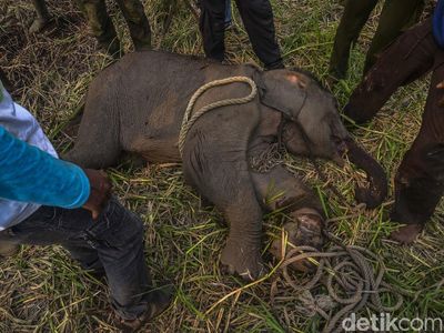 Kasihan! Anak Gajah Sumatera Kena Jerat Pemburu