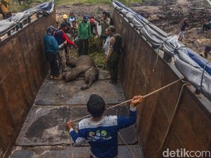 WWF Nilai Hukuman Penjara untuk Pemburu Liar Masih Terlalu Rendah WWF Nilai Hukuman Penjara untuk Pemburu Liar Masih Terlalu Rendah