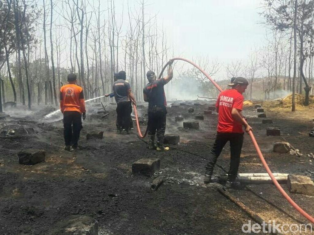 Peternakan di Situbondo Terbakar, 5.000 Ayam Mati Terpanggang Peternakan di Situbondo Terbakar, 5.000 Ayam Mati Terpanggang