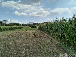 Macan Tutul di Ponorogo Diduga Turun Gunung untuk Cari Makanan dan Air