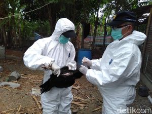 Virus Flu Burung di Tegal, Petugas Ambil Sampel Darah Unggas