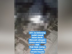 Pemilik Kos Duga Video Kucing Dicekoki Ciu Diambil di Jatim