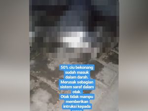 Polisi Periksa Empat Saksi Terkait Video Kucing Dicekoki Ciu Polisi Periksa Empat Saksi Terkait Video Kucing Dicekoki Ciu