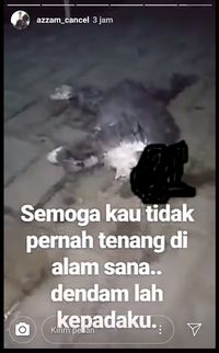Viral kucing mati usai diberi ciu