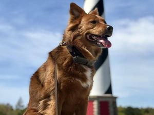 Perkenalkan Mo, Anjing yang Jadi Agen Perjalanan