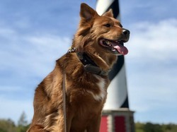 Perkenalkan Mo, Anjing yang Jadi Agen Perjalanan