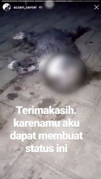 Kucing mabok ciu
