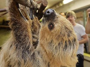 Berusia 50 Tahun, Kukang Asal Jerman Raih Predikat Hewan Tertua
