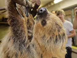 Berusia 50 Tahun, Kukang Asal Jerman Raih Predikat Hewan Tertua