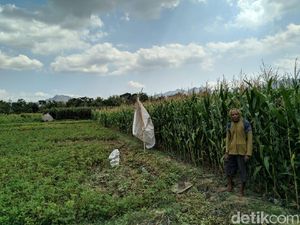 Warga Ponorogo Dihebohkan Penampakan Macan Tutul atau Kucing Hutan?