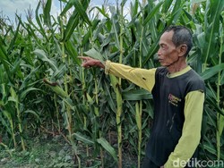 Warga Ponorogo Dihebohkan Penampakan Macan Tutul Turun Gunung