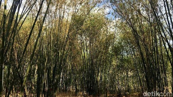 Potret Hutan Bambu Instagramable di Sulawesi