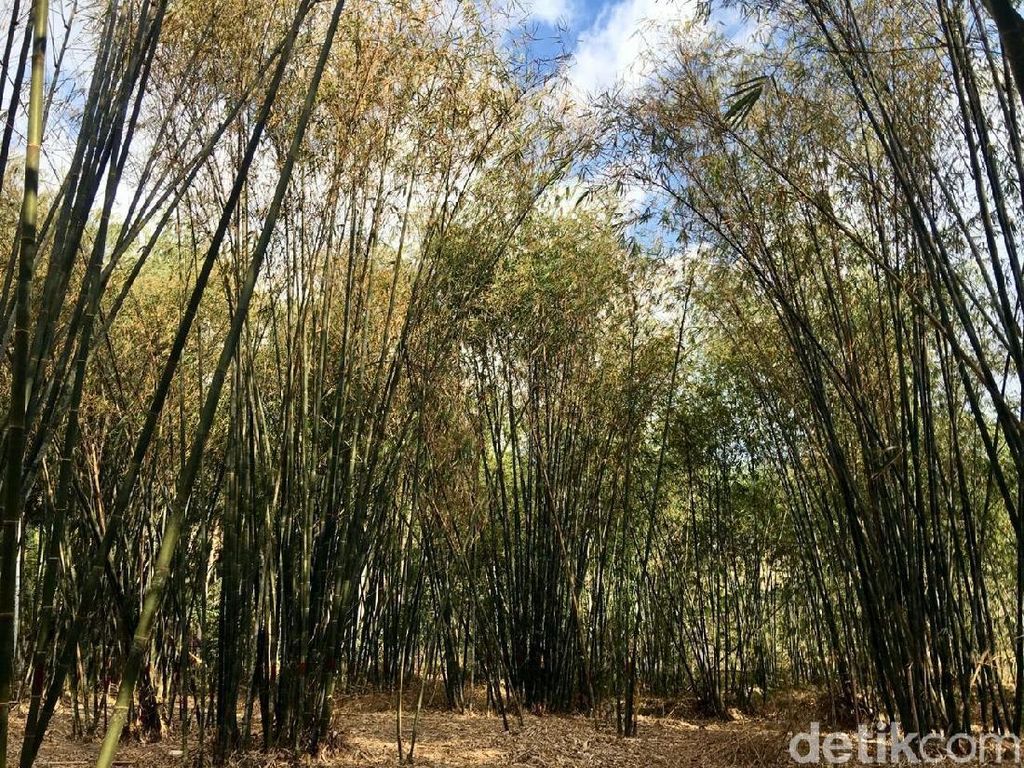 Potret Hutan Bambu Instagramable di Sulawesi