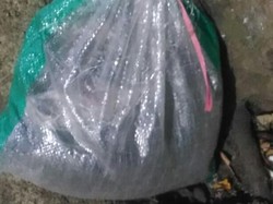 Polisi Bongkar Kuburan Kucing yang Viral Dicekoki Ciu