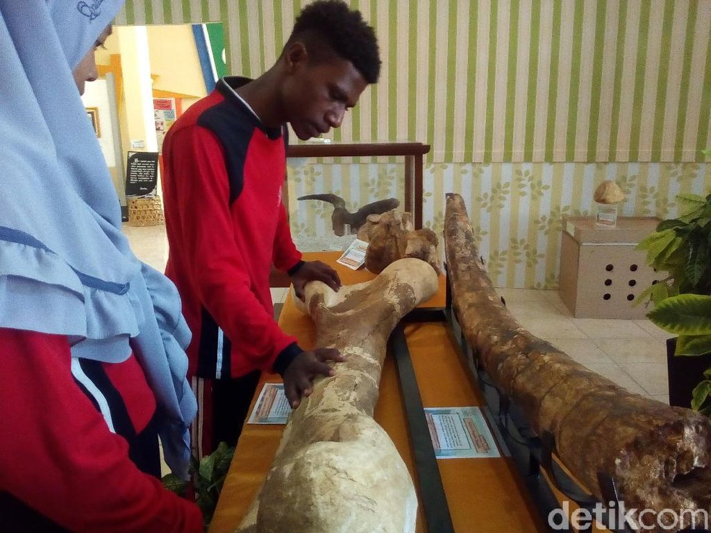 Pameran Museum Se-Pantura Tampilkan Fosil Jutaan Tahun