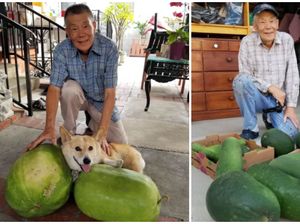 Keren! Kakek Ini Panen Buah Kundur yang Ia Tanam Selama 50 Tahun