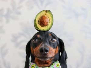 Ini Harlso, Anjing Imut yang Pintar Seimbangkan Makanan di Kepala