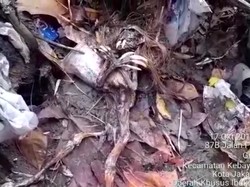 Dikira Kadal, Ternyata Jenglot yang Ditemukan Petugas UPK di Kali Jaksel