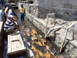 Saluran Irigasi Penuh Sampah di Banyuwangi Disulap Jadi Kolam Ikan Ala Jepang
