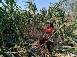 Ini Cara Warga Halau Serangan Monyet Liar yang Serang Lahan Jagung